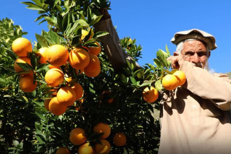 Strauss-770×434-1 Strauss-770x434-1